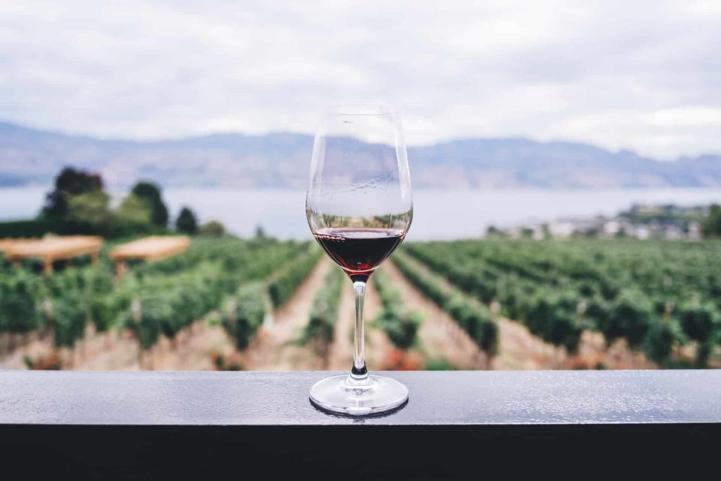 Clear wine glass overlooking orchard during daytime. Representing best Food and Wine Bus Tours in South Australia.