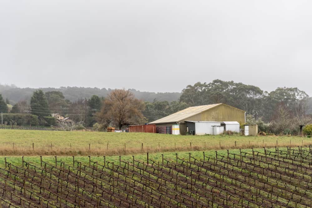 Winter Vineyard in the Adelaide Hills, Australia