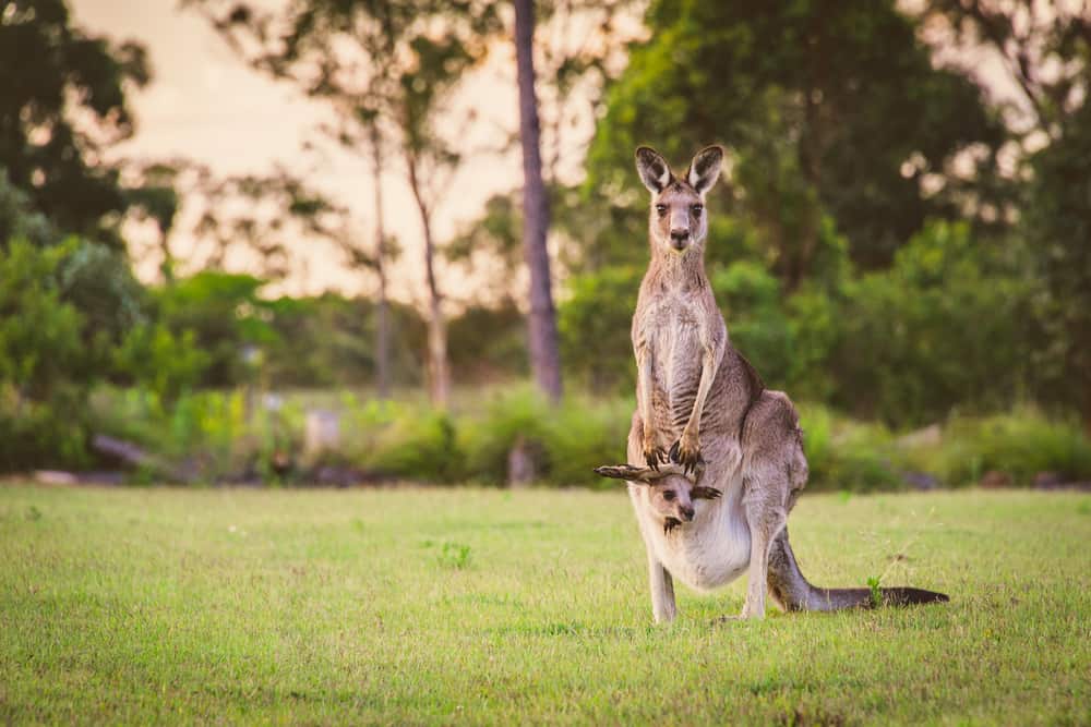 a kangaroo in a pouch during day tour
